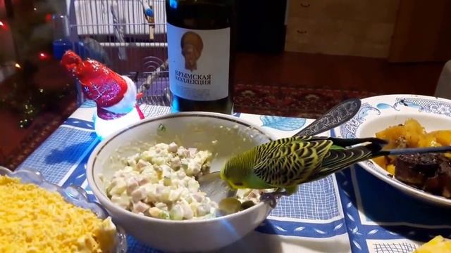 Один день из жизни попугаев смотреть онлайн