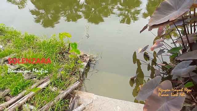 Solenzara - Dominique Marfisi