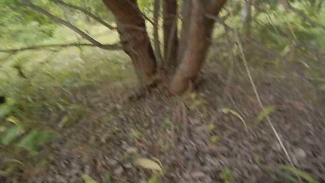 Вечерняя прогулка за дарами природы