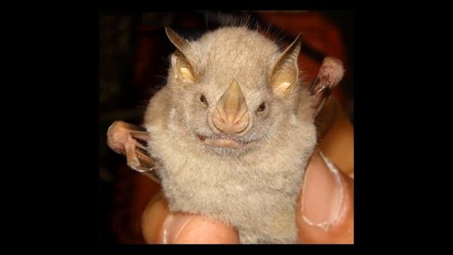 Отряды рукокрылые, грызуны и др смотреть онлайн