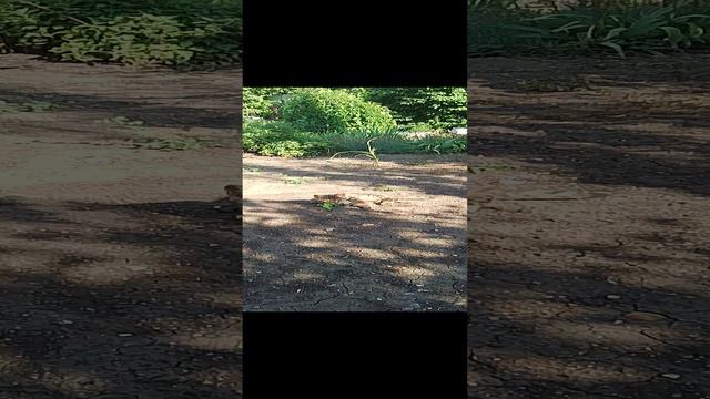 Бежит знакомится