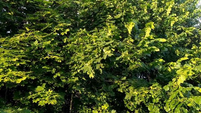 7 июня.Традиции, народные приметы, обычаи и ритуалы в ИВАНОВ ДЕНЬ. смотреть онлайн