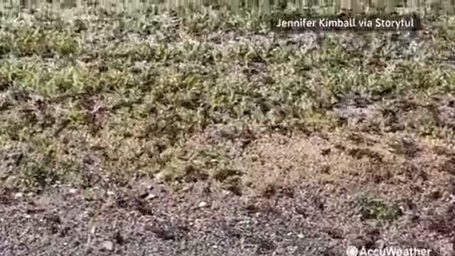 Вслед за мертвыми рыбинами в Техасе на Неваду обрушилось нашествие сверчков Прямой эфир - подписать смотреть онлайн