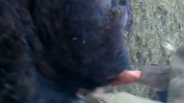 стрижка овец за 3 минуты смотреть онлайн