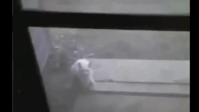 Рысь против человека смотреть онлайн