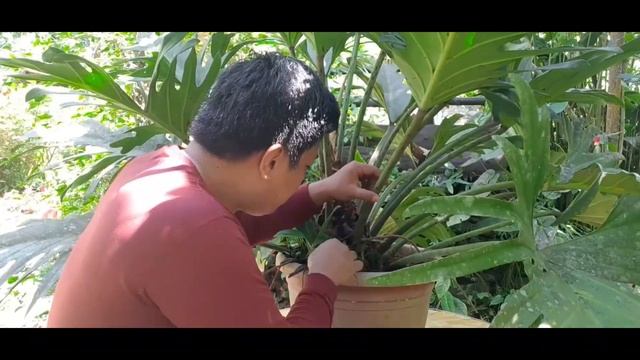 PROPAGATE PHILODENDRON XANADU / WINTERBBOURN PLANT. смотреть онлайн