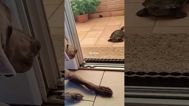 Куда ты делась..я на пределе без тебя...Веймаранер и 🐢 смотреть онлайн