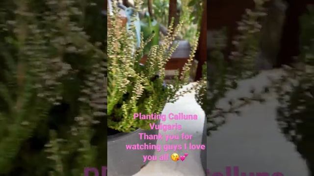 My New Plants Calluna Vulgaris#Shorts смотреть онлайн