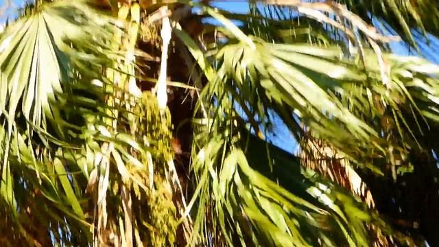 Greece, Rhodes 2016, lotnisko Diagoras International Airport смотреть онлайн