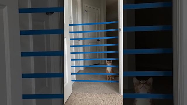 10 Facts About Cats 🐈⬛🤯| Amazing Facts | Cognitive Facts | Interesting Facts смотреть онлайн