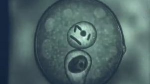 02 Двойное оплодотворение цветковых растений