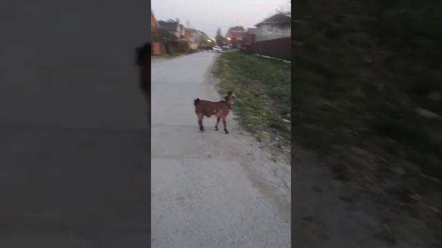 #Добби#гуляет#козлик.Зачем ,гуляю по улицам города с козликом? 🖐️ смотреть онлайн