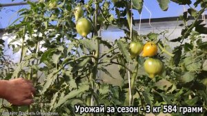 Помидор Гордость Марины(Marina's Praise). Один из самых урожайных томатов #огород #сад #урожай