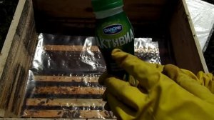 Пчеловодство! Отводки на маточники!