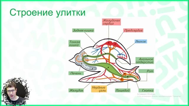 Тема №8: Моллюски смотреть онлайн