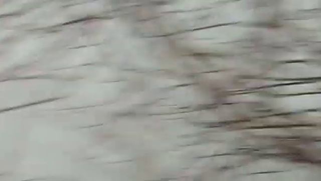 В озере Абрау вода «закипела» от рыбы смотреть онлайн