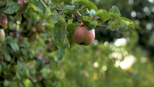 В 1000 раз лучше чем Садовый вар. Обрезка деревьев. смотреть онлайн