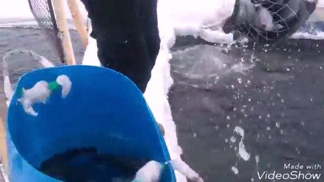 07.03.18 запуск форели в кокино смотреть онлайн