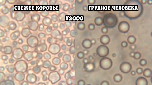 Материнское грудное молоко и молоко коровы под микроскопом / Breast VS cow milk under the microscop смотреть онлайн