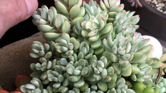 Succulent Vlog, 4 round leaf sedums plus taking some cuttings of Crassula rogersii Silk variegata. смотреть онлайн