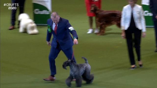 Best In Show at Crufts 2020 | Crufts 2020 смотреть онлайн