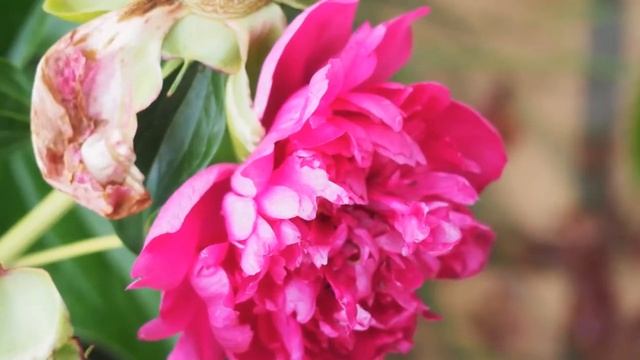 ТЕПЛО. ИЮНЬ. НАЧАЛО ЛЕТА... ПРОСТОКВАШИНО=-2021 смотреть онлайн