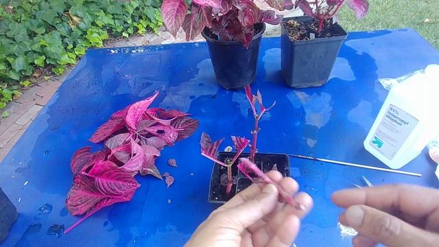 Adding bright red color to your garden - growing Iresine plants with actual results смотреть онлайн