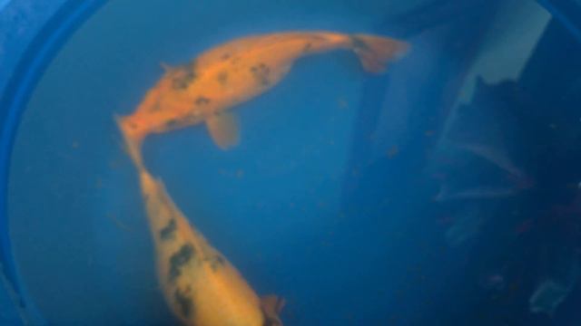 ornamental fish male and female black orange pattern is very beautiful смотреть онлайн