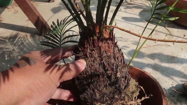The Easiest Bonsai for Beginners | Sago Palm/Cycas plant Bonsai смотреть онлайн