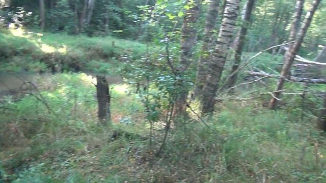 Поход по Подмосковью: иду по тропе, которой нет на картах OSM. Лес Черноголовки. Грибы в Подмосковь