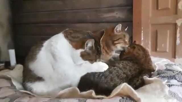 Michiko.ru | Коты и Кошка ищут дом. Отдаем бесплатно. Кошки в дар в добрые руки. смотреть онлайн