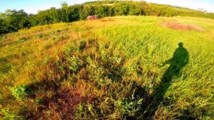 ЛОВИМ ПРЫТКУЮ ЯЩЕРИЦУ ОТ 1-ГО ЛИЦА! ЛОВЛЯ ПРЫТКИХ! EXO TOP