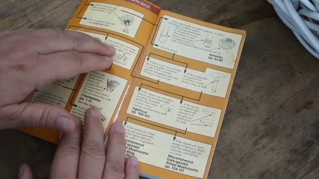 Что за гриб? Как определить гриб по виду? смотреть онлайн