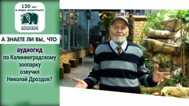 ЗОО 120 лет. Дроздов. Калининград 2016 смотреть онлайн