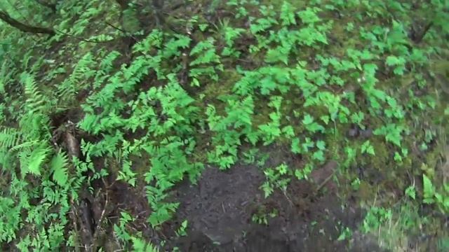 Копанный вальтер смотреть онлайн