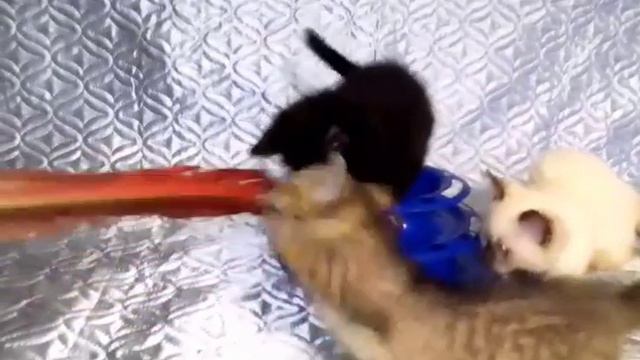 ИГРА С КОРОТКОЛАПЫМИ КОТЯТАМИ МАНЧКИН смотреть онлайн