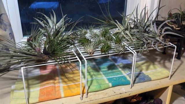 Air Plant Overview, Beautiful Plant Displays! смотреть онлайн
