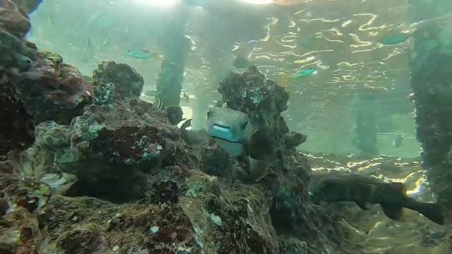 Diving Marsa Alam april 2022 смотреть онлайн