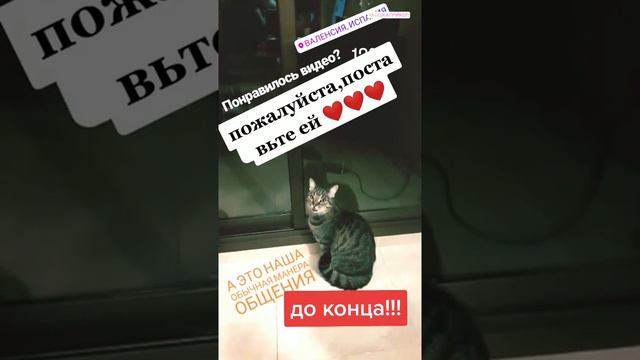 Говорящий кот. Забавные домашние животные #шотс смотреть онлайн