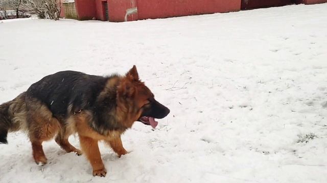 Команду "рядом" нужно "нахаживать". Тренировка с Дакотой. смотреть онлайн