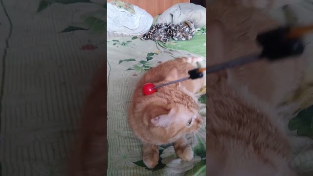 Игра с Кошкой #1 смотреть онлайн