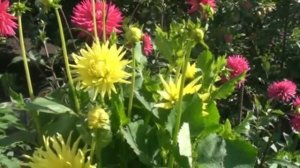 Георгины Какие они бывают