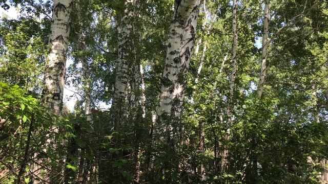 Кошка Буся дерётся с перчаткой смотреть онлайн