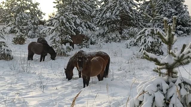 Вятские лошади тебенюют(добывают корм из под снега) смотреть онлайн