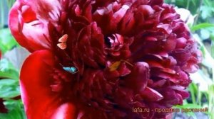 Пион травянистый Армани (paeonia armani) ? пион Армани обзор: как сажать саженцы пиона Армани