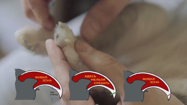 КАК СТРИЧЬ КОГТИ СОБАКЕ | ЧИХУАХУА СОФИ смотреть онлайн