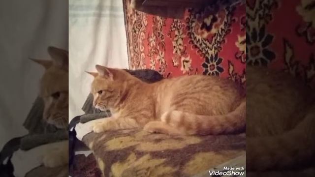 Толстый смотреть онлайн