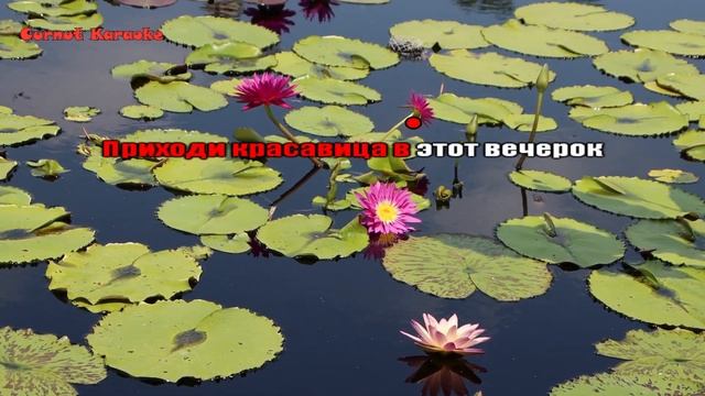 Formatia Curnut (Группа Курнуц) - А у нас на озере лилии цветут - КАРАОКЕ (italo disco) karaoke смотреть онлайн