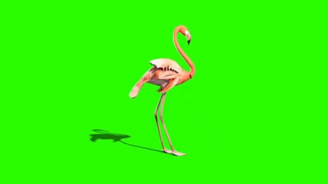 Фламинго Flamingo