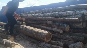 Husqvarna.Бензопила Хускварна 353 в работе.«продолжение»